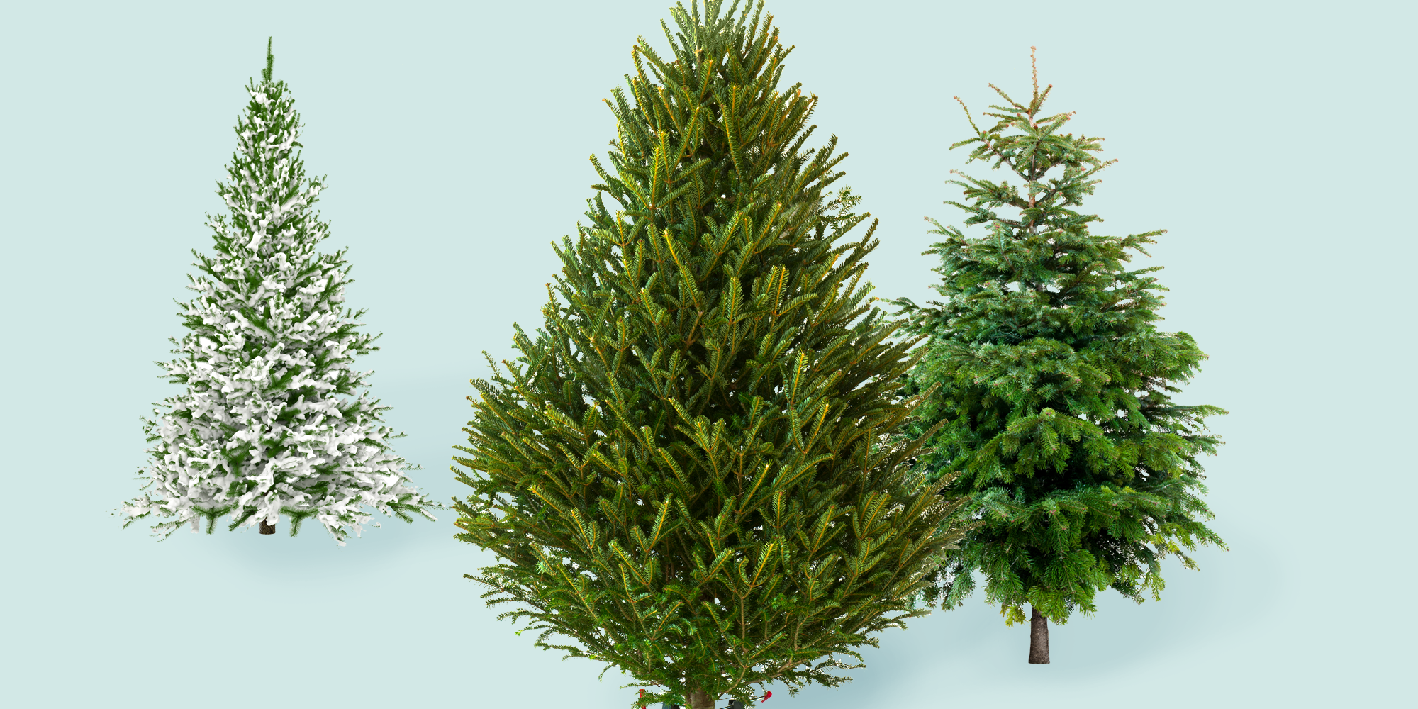 9 Best Christmas Tree Delivery Services 2021 - Real Christmas Tree Delivery and Set Up
